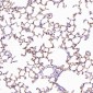 Anti-Integrin alpha 2 ITGA2 Rabbit Monoclonal Antibody